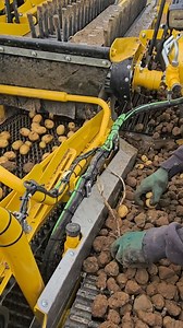 372K views · 1.1K reactions | DoubleSelect - höchste Trennleistung  Beim DoubleSelect steigert ein zusätzlicher Dreifach-UFK am Igel 2 die Trennleistung bei klutigen und steinigen Bodenverhältnissen erheblich. Durch eine frühe erste Abtrennung von Kluten und Steinen im Gutstrom werden Beschädigungen an den Kartoffeln im weiteren Verlauf deutlich reduziert und somit die Kartoffeln noch schonender geerntet. #ropa #ropamaschinenbau #ropakeiler #trennleistung | ROPA | Facebook