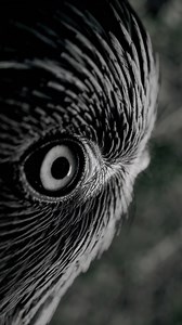 2.2K views · 18 reactions | What do you see staring back?  #BirdsEyeView | Discvr Blog | Facebook