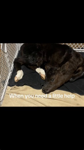 This little girl came into this world a little rough and has had round the clock care and is improving thankfully. I’m exhausted. Sometime you just gotta do what you gotta do! #cowsoftiktok #farming #beef #crossbred #wisconsin