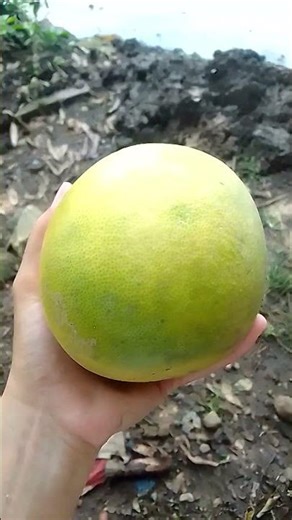 Rotate Objects - Fruit : Bali Orange #orange #bali #fruit #rotate #object #america