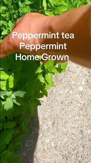 How to make peppermint tea