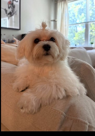 Transform Your Life with a Maltese Puppy
