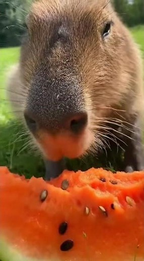 Can a Capybara eat a orange? 🌈🤔