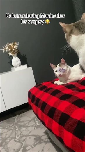 The Cutest Kitten Compilation You’ll Ever See #cute #kittenvideos #catcompilation