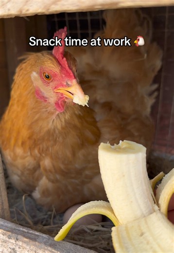 Mama Pumpkin Enjoys Her Favorite Snack Time