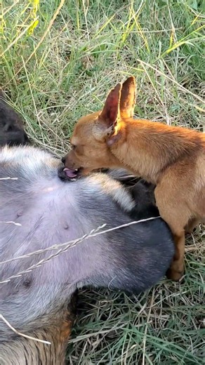 #shortvideo #dog #puppy #animals #chihuahua #viral #malinois #live #motivation