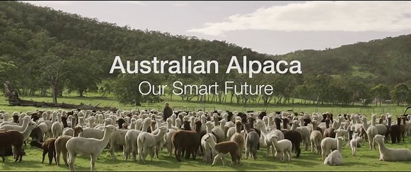 The Australian alpaca industry talk about the future of farming