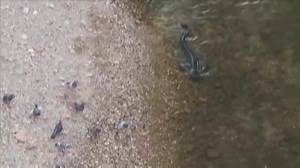 3.2M views · 7.6K reactions | Cunning catfish attack pigeons... an amazing example of predators adapting to their environment. Watch this... | Matt Hayes | Facebook