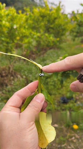 Use pliers to cut off a branch take it for propagation and it will root faster #planttips #progress