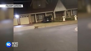 Two teens have had their phones swiped by a fox after the creature stalked them in a suburban Adelaide park, waited for them to put their devices, and took off with them. | 10 News Adelaide