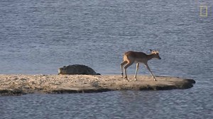 924K views · 244 reactions | For one unlucky impala, it was an impossible choice: to swim, or not to swim? | Safari Live | Facebook