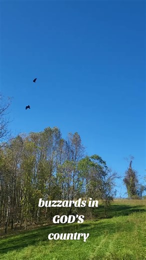 buzzards in GOD'S country,after hurricane 🌀 helene flooding,nc va mountains ⛰️ 🙏
