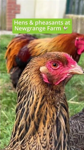 Hens & pheasants at Newgrange Farm