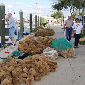 4K views · 151 reactions | Things to do this weekend 1.Visit the Historic Sponge Docks and see some of the nations only working Sponge boats. 2.Enjoy some of the finest Greek food this side of Athens. 3.Buy exotic Greek spices and Olive Oils 4.Kick up your shower or bath a notch with Natural Sea Sponges, Goats Milk and Olive Oil Soaps Visit https://SpongeDocks.net for more information. | Tarpon Springs Sponge Docks | Facebook