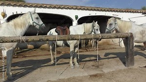 Wild White Camargue Horses standing in a stable in the Regional Park of the Camargue, Tourist ranch in camargue