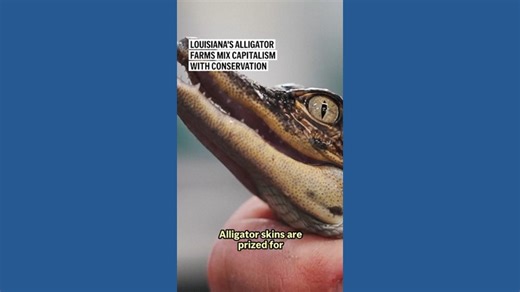 Louisiana’s alligator farms raise the reptiles for meat, skins — and conservation