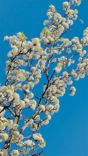 3.9K views · 87 reactions | Happy Spring #springiscoming #springbreak2024 #springflowers #wildlifephotography #love #naturebeauty #naturephotography #naturelover | It’s Amirah’s Diary | Facebook