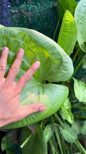 #diy #bogfilter for healthy plants and #fish