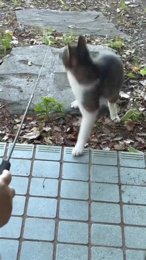 脱走猫との戦い。#cat #猫のいる暮らし