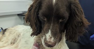 Dog abandoned in Hull cemetery as RSPCA reports rise in dog cruelty cases