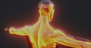 Detailed view of human body muscle anatomy highlighting structure and function