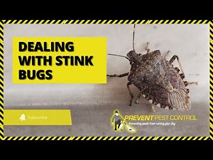 Dealing with Stink Bugs in House: Prevention & Removal