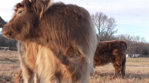 Saturdays at Highview Farms: Mini Cattle Fun
