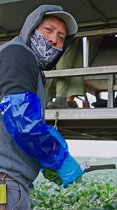 65K views · 777 reactions | Safe work. Quality product. Start to finish. That’s the Alco standard. #AlcoHarvesting | Alco Harvesting | Facebook