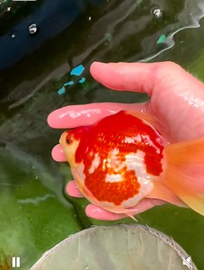 Tamasaba ,Koi,materiali e accessori per laghetti, progettazione laghetti……DOVE? Da KOI GARDEN…..Naturalmente nel web nr.1 in Italia www.koi.it | Koi Garden