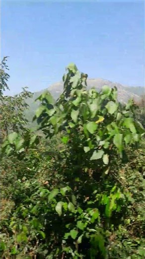 BANGALORE TO MANGALORE TRAIN TRAVEL THROUGH WESTERN GHAT FOREST... WONDERFUL