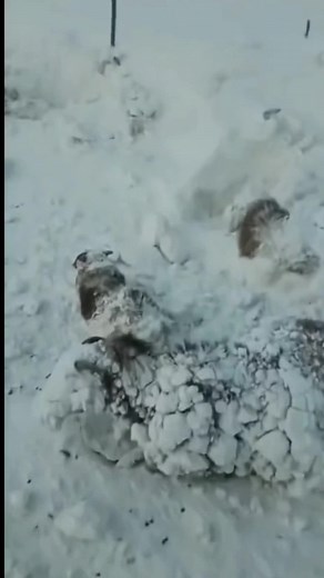 Winter Adventures with Dog in Snowy Landscape