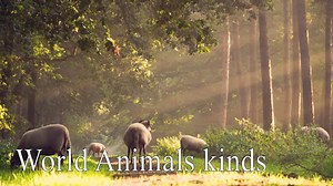 Animals video-vídeo de animais-animal sounds for kids - animal sound effects
