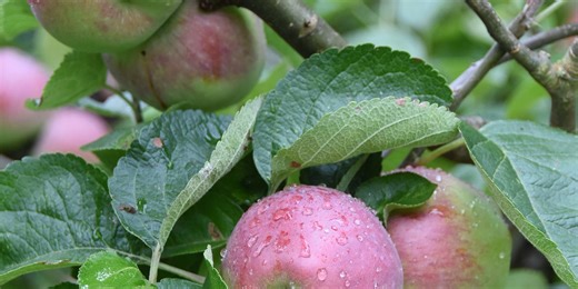 The story of our Family Apple Tree
