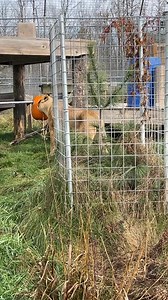 LIVE from Wild Woodlands! Gretchen, Elyse and Gil are LIVE with Halloween enrichment for Thor Jr, Nasha and Nova! Learn from Elyse and Gil about why we do enrichment, how different cats interact and how we tailor it to each cat! 🐾 | Wildcat Sanctuary