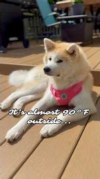 Should I Force My Akita Inside? 😳 It’s Almost 90°F! #hanachan #japaneseakita #akita