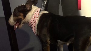 California Paws Bull Terrier Rescue is partnering with Raising Canes for a special adoption event