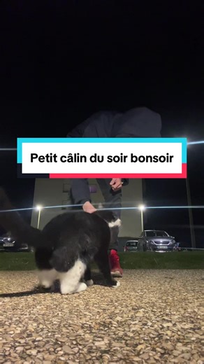 Petit câlin du soir bonsoir #soir #chat #info #cat #catlover