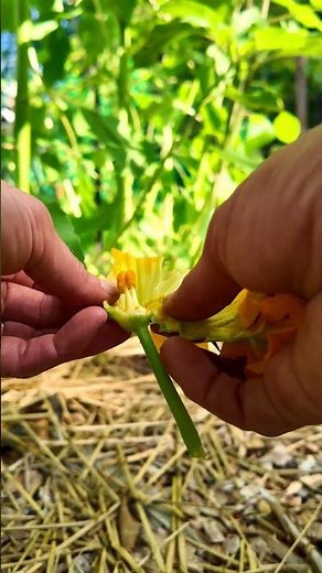 The Secret to HUGE Zucchini? Hand Pollinate! 🌱