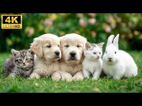 Cute Animals Playing Together 4K UHD 🌿💖 – Adorable Baby Animals with Relaxing Healing Music