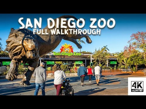 San Diego Zoo Walkthrough (4K UHD POV) | No Narration