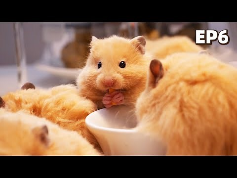 Too Cute To Separate | Baby Hamsters Episode 6