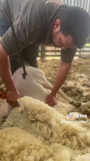 Join Our Sheep Shearing Courses Today!