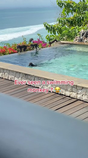 Funny Swimming Monkey in Bali TikTok Video