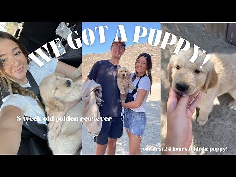 WE GOT A PUPPY!! 🐶 Meet our 8 week old Golden Retriever & Our first 24 hours with him!