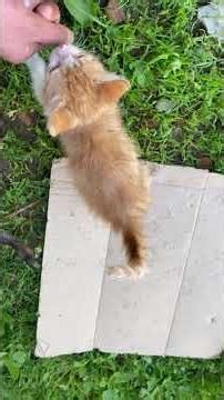 Morning Kittens, Their Meal & Nature Sounds ☀️🐱🌿 #shorts