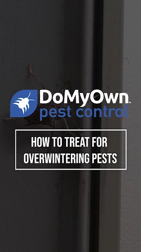 Finding stink bugs around your home? Stink bugs and a handful of other pests will try to invade your home during the cooler fall months. Visit our profile to learn more about how to stop overwintering pests ✅#pest #pests #pestfree #fall #home #house #pestfreehome #reelsfbシ #reelsfbviral #reelsfb #reel | Domyown.com - DIY Pest Control, Lawn Care, and More
