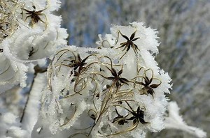 Does Freezing Affect Seeds? (Here's How)