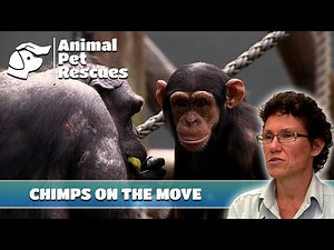 Taronga Zoo's Chimps Journey to a New Sanctuary | Full Episode | Wildlife at the Zoo Premiere