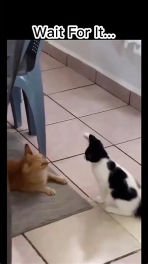 Wait for END 😂😂😂 #shorts #cat #funny #fails