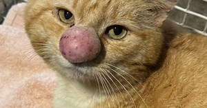 Gato com 'narigão' é resgatado e chama a atenção na internet